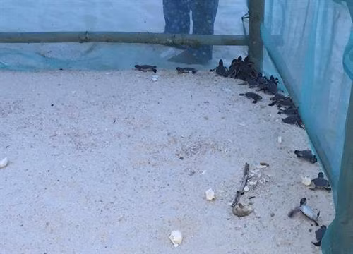 Rùa con sau khi nở được chăm sóc khỏe mạnh trước khi thả về biển. Thả rùa con về biển tại Khu bảo tồn biển Hòn Cau. Các tình nguyện viên luôn túc trực theo dõi và bảo vệ ổ rùa. Ổ trứng rùa tại Khu bảo tồn biển Hòn Cau.