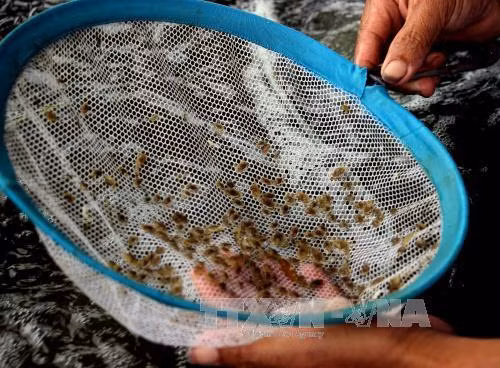 Cà Mau làm giàu từ nghề ương nuôi cua giống ảnh 3
