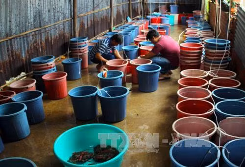 Cà Mau làm giàu từ nghề ương nuôi cua giống ảnh 5