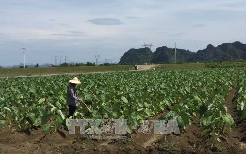 Cánh đồng mẫu lớn tại huyện Nho Quan, tỉnh Ninh Bình. Ảnh: Hải Yến - TTXVN