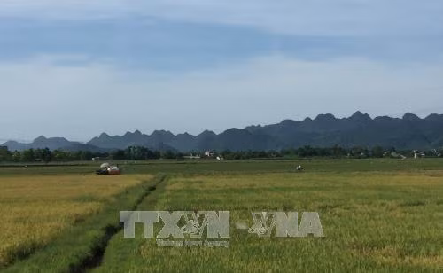 Cánh đồng mẫu lớn tại huyện Nho Quan, tỉnh Ninh Bình. Ảnh: Hải Yến - TTXVN