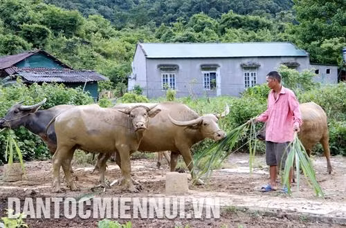Được Nhà nước hỗ trợ trâu giống và hướng dẫn cách chăm sóc, đến nay gia đình ông Lù A Tiên ở xã Trung Chải, huyện Nậm Nhùn (Lai Châu) đã thoát nghèo nhờ chăn nuôi trâu. Ảnh: Quý Trung