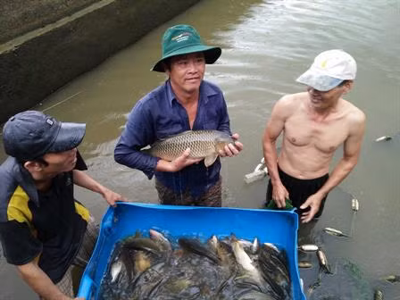 Kiểm tra cá chép giòn. Ảnh: sonongnghiepbp.gov.vn