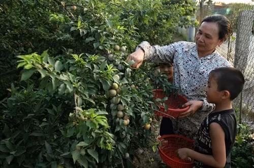 Mận hậu giúp người Mộc Châu thoát nghèo ảnh 5