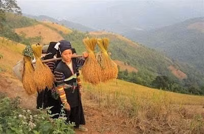 Nếp hương - đặc sản nổi tiếng thơm ngon của xã Xuân Trường (Bảo Lạc).