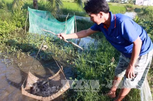 Nông dân xã An Minh Bắc, huyện U Minh Thượng thu hoạch cá trê. Ảnh: TTXVN