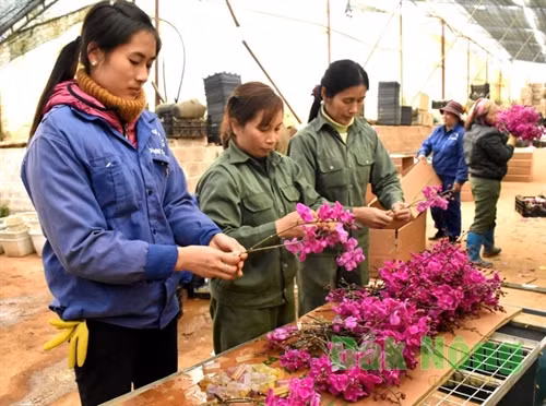 Sơ chế, bảo quản lan để vận chuyển đi các tỉnh thành khác