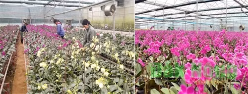 Các cơ sở sản xuất hoa ở Mộc Châu trồng rất nhiều lan Hồ Điệp