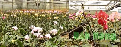 Lan Hồ Điệp ở Mộc Châu có tất cả 5 hệ màu chính: màu hồng, màu trắng, màu tím, hoa vằn, hoa chấm