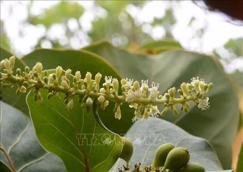 Hoa tra trắng tinh khôi bung mình kết trái. Ảnh: Văn Dũng – TTXVN