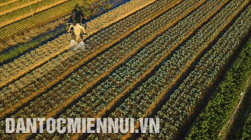 Tập trung trồng các loại cây vụ đông cho hiệu quả kinh tế cao
