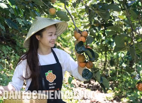 Những quả hồng thay vì đợi chín, được thu hái rồi đem vào lò sấy. Ảnh: Đặng Tuấn