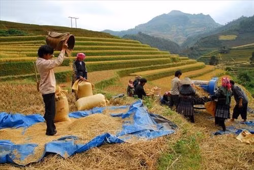 Ngày mùa vùng cao Tây Bắc. Ảnh: TTXVN Ruộng bậc thang - Nét đẹp văn hóa và công trình nghệ thuật độc đáo của đồng bào các dân tộc vùng cao phía Bắc. Ảnh: TTXVN Vẻ đẹp thơ mộng trên các thửa ruộng bậc thang huyện Mù Cang Chải, tỉnh Yên Bái trong mùa nước đổ. Ảnh: TTXVN Mùa gặt trên những thửa ruộng bậc thang huyện Mù Cang Chải (Yên Bái). Ảnh: TTXVN Rực rỡ mùa vàng Mù Cang Chải. Ảnh: TTXVN Thửa ruộng bậc thang hình trái tim ở xã La Pán Tẩn, huyện Mù Cang Chải, tỉnh Yên Bái. Ảnh: TTXVN Ruộng bậc thang Mù Cang Chải vào mùa lúa chín. Ảnh: TTXVN Vẻ đẹp ruộng bậc thang đồi Mâm Xôi, xã La Pán Tẩn, huyện Mù Cang Chải (Yên Bái). Ảnh: TTXVN