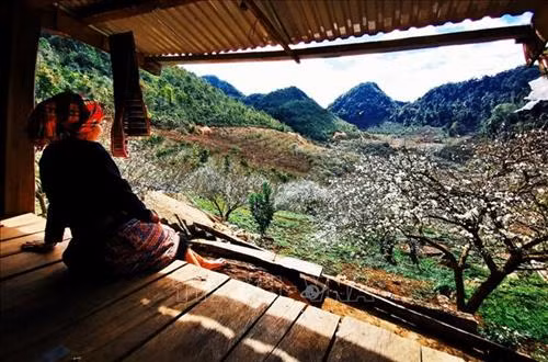 Thung lũng mận Mu Náu được ví như nóc nhà của Mộc Châu với tổng diện tích trên 200 ha gồm có rừng nguyên sinh và các vườn Mơ (40 tuổi) , vườn Mận (25 năm tuổi) cổ thụ tạo nên 1 vẻ đẹp nguyên sơ, hùng vĩ. Ảnh: Thành Đạt – TTXVN Cách trung tâm thị trấn Mộc Châu chừng 5 km, thung lũng Mu Náu là điểm đến không thể bỏ qua với vẻ hoang sơ của hàng trăm cây mận lâu năm. Ảnh: Thành Đạt – TTXVN Trời xanh, mây trắng, núi non trùng điệp cùng với hoa mận trắng nở ngập trời tạo nên 1 vẻ đẹp mê hồn của thung lũng Mu Náu. Ảnh: Thành Đạt – TTXVN Thung lũng hoa mận Mu Náu nở trắng rừng lấp ló quả xanh, quả đỏ báo hiệu 1 mùa bội thu. Ảnh: Thành Đạt – TTXVN Hoa mận trắng khoe sắc tại thung lũng Mu Náu. Ảnh: Thành Đạt – TTXVN Tháng 1 là thời điểm thung lũng mận Mu Náu nở trắng trải rộng trên khắp triền núi. Ảnh: Thành Đạt – TTXVN Toàn cảnh thị trấn Mộc Châu nhìn từ trên cao. Ảnh: Thành Đạt – TTXVN Hoa mận Mu Náu nở trắng cả thung lũng. Ảnh: Thành Đạt – TTXVN Trời xanh, mây trắng, núi non trùng điệp cùng với hoa mận trắng nở ngập trời tạo nên 1 vẻ đẹp mê hồn của thung lũng Mu Náu. Ảnh: Thành Đạt – TTXVN Du khách thả hồn giữa rừng hoa mận. Ảnh: Thành Đạt – TTXVN Thung lũng hoa mận Mu Náu nở trắng rừng lấp ló quả xanh, quả đỏ báo hiệu 1 mùa bội thu. Ảnh: Thành Đạt – TTXVN