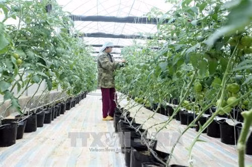 Ứng dụng công nghệ cao trong nông nghiệp gồm: sản xuất rau ăn quả trên hệ thống thủy canh bán tuần hoàn mang lại hiệu quả kinh tế cao. Ảnh: Bùi Đức Hiếu - TTXVN