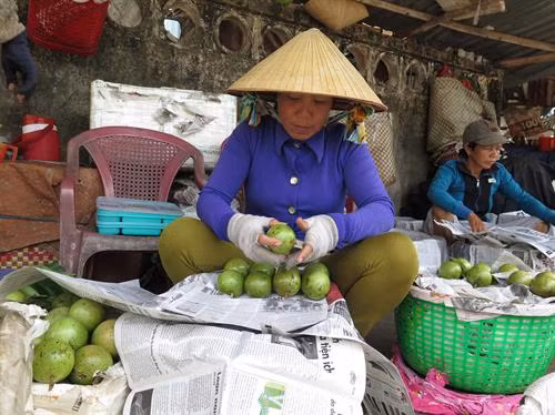 Tiểu thương chọn vú sữa giao cho khách hàng tại Chợ Trái cây Vĩnh Kim (Châu Thành, Tiền Giang). Ảnh: Hồng Nhung - TTXVN