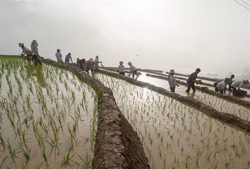 Nông dân xã Mường Hum đi cấy từ sáng sớm. Vào dịp giữa tháng 5, nhiếp ảnh gia lại có mặt tại vùng cao Bát Xát để ghi lại khoảnh khắc đẹp. Đam mê trước những thửa ruộng bậc thang. Đông đảo du khách và nhiếp ảnh gia đến Bát Xát để chụp ảnh ruộng bậc thang. Do thời tiết thuận lợi nên việc cấy lúa được đảm bảo hơn. Khoảnh khắc tuyệt đẹp tại ruộng bậc thang Bát Xát. Dọc đường lên Y Tý, nơi nào có ruộng bậc thang đẹp là các nhiếp ảnh gia lại tranh thủ chụp hình. Chỉ cuối tháng 5 là các thửa ruộng cấy xong.