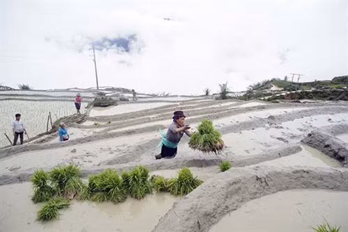 Nông dân xã Mường Hum đi cấy từ sáng sớm. Vào dịp giữa tháng 5, nhiếp ảnh gia lại có mặt tại vùng cao Bát Xát để ghi lại khoảnh khắc đẹp. Đam mê trước những thửa ruộng bậc thang. Đông đảo du khách và nhiếp ảnh gia đến Bát Xát để chụp ảnh ruộng bậc thang. Do thời tiết thuận lợi nên việc cấy lúa được đảm bảo hơn. Khoảnh khắc tuyệt đẹp tại ruộng bậc thang Bát Xát. Dọc đường lên Y Tý, nơi nào có ruộng bậc thang đẹp là các nhiếp ảnh gia lại tranh thủ chụp hình. Chỉ cuối tháng 5 là các thửa ruộng cấy xong.