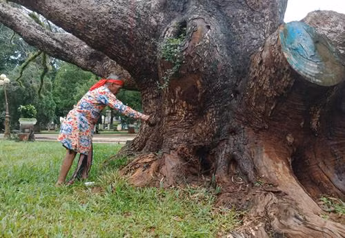 Thầy cúng rót rượu và rải chén gạo quanh gốc cây