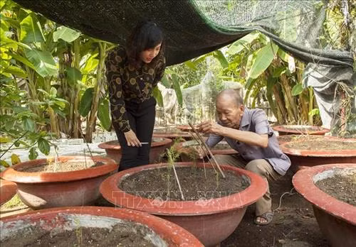 Bên cạnh trồng nấm, ông Phạm Tấn Tài còn trồng thêm măng tây để tăng thêm thu nhập. Ảnh: Hồng Đạt - TTXVN