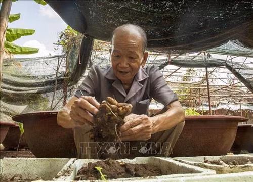 Cựu chiến binh Phạm Tấn Tài. Ảnh: Hồng Đạt - TTXVN