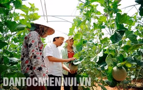 Nhiều doanh nghiệp đã mạnh dạn đầu tư các mô hình nông nghiệp ứng dụng công nghệ cao trên vùng đất sa mạc khô cằn đầy nắng và gió. Ảnh: An Hiếu