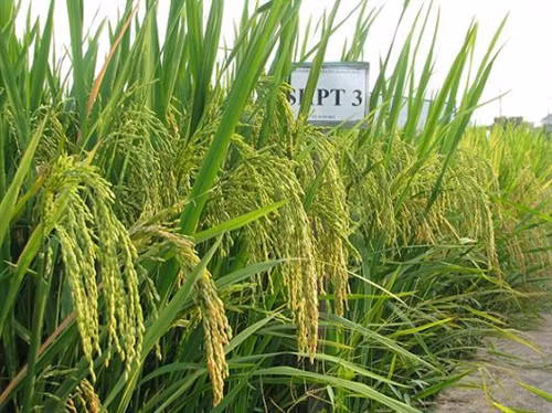 Giống lúa SHPT3 - Nguồn ảnh: agi.gov.vn