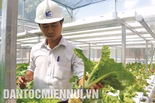 Nhiều tổ chức, cá nhân đầu tư trồng rau theo phương pháp thủy canh, tạo ra các sản phẩm nông nghiệp sạch. Ảnh: Hồng Điệp Gia Lai chủ trương chuyển đổi nhiều diện tích cây công nghiệp kém hiệu quả sang trồng cây ăn tráiỨng dụng khoa học - kỹ thuật tiên tiến giúp người trồng hoa ở Gia Lai cải thiện thu nhập và làm giàu. Ảnh: Hồng Điệp Nhiều hộ đồng bào dân tộc đã cùng nhau liên kết đầu tư trồng tiêu sạch, vừa duy trì được vườn cây vừa nâng cao chuỗi giá trị nhờ bán được tiêu với giá cao. Ảnh: Hồng Điệp