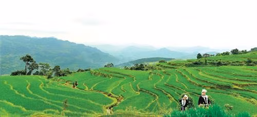 Ruộng bậc thang Khau Tràng. Ảnh: baotuyenquang.com.vn
