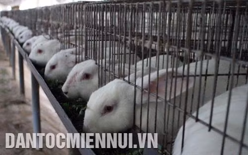 Để hạn chế tối đa tổn thất kinh tế do dịch bệnh, chuồng nuôi thỏ phải hợp vệ sinh và tuân thủ nghiêm ngặt các biện pháp phòng bệnh. Ảnh: Tùng Lâm