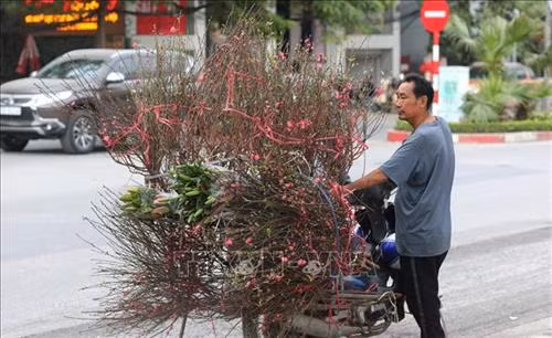 Những cành đào đã lốm đốm ra hoa, phục vụ khách chơi đào sớm. Ảnh: Thành Đạt - TTXVN Dự báo đào Tết năm nay nở muộn, người trồng đào phải rất vất vả chăm sóc để điều chỉnh hoa nở đúng dịp Tết. Ảnh: Thành Đạt - TTXVN Còn gần 1 tháng nữa mới đến Tết, nhưng nhiều gia đình đã mang đào ra phố Lạc Long Quân để bán. Ảnh: Thành Đạt - TTXVN Giống đào "Thất thốn" rất hiếm có giá vài chục triệu, có cây lên đến trăm triệu. Ảnh: Thành Đạt - TTXVN Đa phần các vườn đào Nhật Tân vẫn chưa ra hoa. Ảnh: Thành Đạt - TTXVN Đào Tết xuống phố sớm trên đường Lạc Long Quân. Ảnh: Thành Đạt - TTXVN Trên đường Lạc Long Quân một số chủ vườn đã bày bán đào Tết. Ảnh: Thành Đạt - TTXVN Dự báo đào Tết năm nay nở muộn, người trồng đào phải rất vất vả chăm sóc để điều chỉnh hoa nở đúng dịp Tết. Ảnh: Thành Đạt - TTXVN