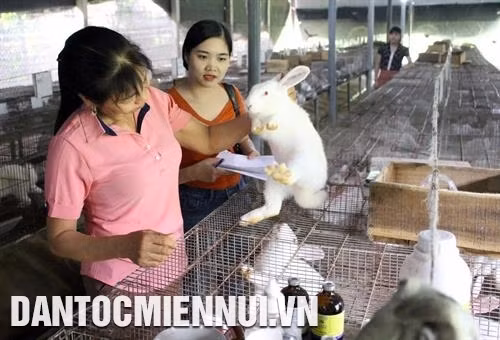 Thỏ sinh sản qua lứa đầu, khi kiểm tra thấy niêm mạc âm hộ thỏ cái sưng, mẩy và có màu đỏ là thỏ có biểu hiện động dục. Ảnh: Tùng Lâm