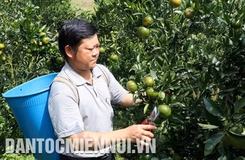 Phù hợp với khí hậu và thổ nhưỡng đặc trưng của vùng, quýt Mường Khương thường cho chất lượng vượt trội: quả to, mọng nước, vị ngọt, thơm đặc trưng. Ảnh: Quốc Khánh