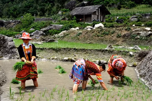 Người dân Tả Sử Choóng (Hoàng Su Phì) xuống đồng.