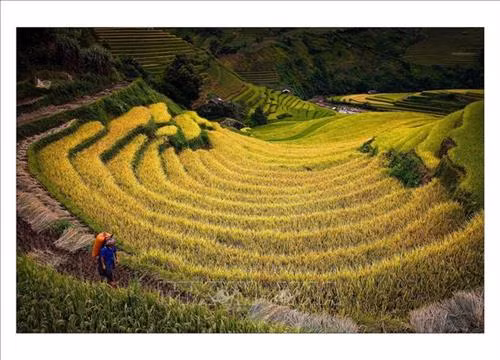 Ruộng bậc thang Mù Cang Chải vào mùa lúa chín. Ảnh: Đỗ Tuấn Anh – TTXVN