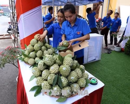 Một gian trưng bày sản phẩm na Chi Lăng. Ảnh: Vũ Sinh, Hoàng Hùng – TTXVN