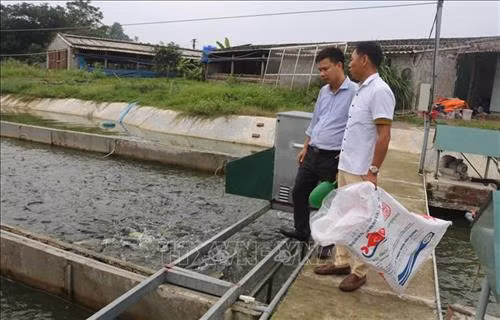 Bể cá nuôi theo công nghệ "sông trao ao" của anh Hoàng Văn Thường, xã Tiêu Động, huyện Bình Lục, Hà Nam. Ảnh: Nguyễn Chinh - TTXVN