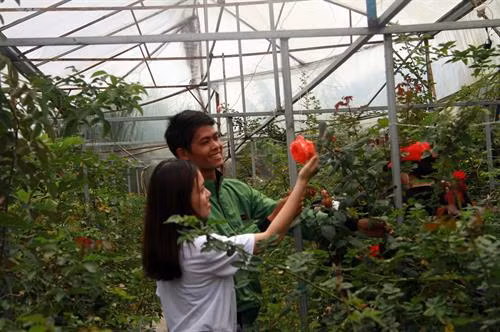 Hoa Mai Anh Đào “khoe sắc” thắm hồng rực rỡ trên các sườn đồi, bản làng dọc theo Quốc lộ 27C, đoạn qua xã Đa Nhim hay trên đỉnh núi Langbiang, huyện Lạc Dương và dọc tuyến đường thuộc phường 11, thành phố Đà Lạt (Lâm Đồng). Ảnh: Đặng Tuấn Khu vườn hoa hồng của Trang trại Bio Fesch là nơi quy tụ nhiều giống hoa nhập ngoại nhất ở Đà Lạt, với trên diện tích hơn 1.000 mét vuông với 500 giống hoa hồng, trong đó giống chủ đạo là David Austin (xuất xứ từ nước Anh). Ảnh: Đặng Tuấn