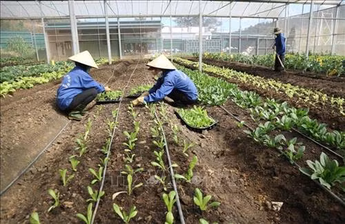 Công nhân chăm sóc rau trồng trong nhà kính đạt tiêu chuẩn hữu cơ tại Lâm Đồng. Ảnh: Nguyễn Dũng – TTXVN