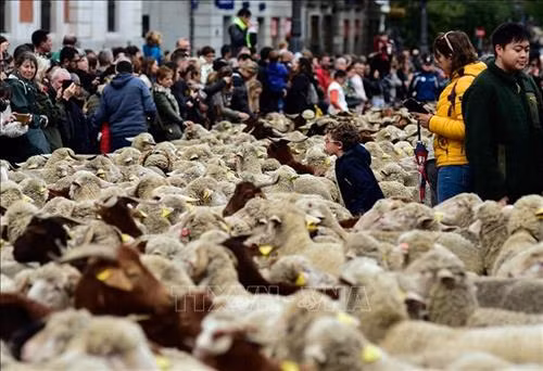 Đàn cừu "diễu hành" tại trung tâm thủ đô Madrid, Tây Ban Nha ngày 20/10/2019. Ảnh: AFP-TTXVN