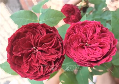 Hoa hồng Tess có màu đỏ thẫm, cách xếp cánh độc đáo. Ảnh: Nguyễn Thành – TTXVN