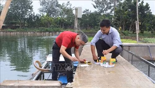 Kiểm tra chất lượng nước tại mô hình nuôi cá ứng dụng công nghệ "sông trong ao" của anh Trần Thái Hữu, xã Mỹ Thọ, huyện Bình Lục, Hà Nam. Ảnh: Nguyễn Chinh - TTXVN