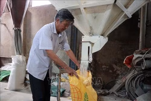 Đóng gạo nếp cái hoa vàng Yên Phụ đưa đi tiêu thụ. Ảnh: Đinh Văn Nhiều-TTXVN