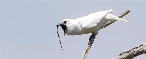 Bellbird - một loài chim nhiệt đới sống tại châu Mỹ, châu Đại dương và châu Á có tiếng hót vang như chuông. Ảnh: sciencealert.com
