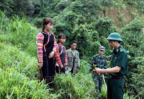 Người dân Bản Mu Chi, xã Pa Hủ được bộ đội Biên phòng hướng dẫn trồng cỏ voi có nguồn thức ăn chăn nuôi bò. Ảnh: Việt Hoàng – TTXVN
