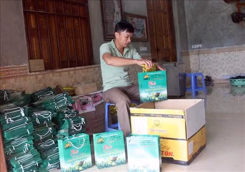 Anh Nguyễn Mạnh Thắng với sản phẩm chè hữu cơ của HTX chè Ngân Sơn Trung Long. Ảnh: Quang Cường – TTXVN