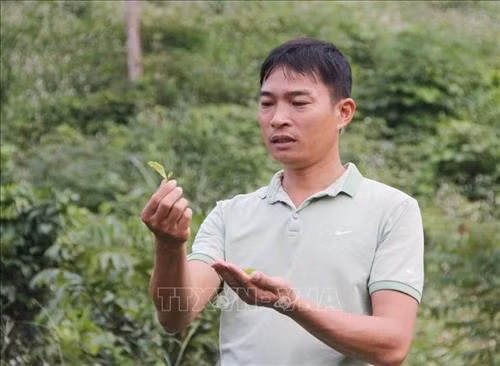 Anh Nguyễn Mạnh Thắng kiểm tra chất lượng búp chè. Ảnh: Quang Cường – TTXVN