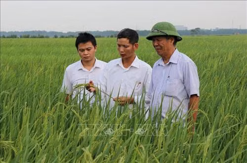 Cán bộ Phòng Nông nghiệp và Phát triển Nông thôn huyện Yên Phong kiểm tra đồng lúa nếp cái hoa vàng Yên Phụ. Ảnh: Đinh Văn Nhiều-TTXVN