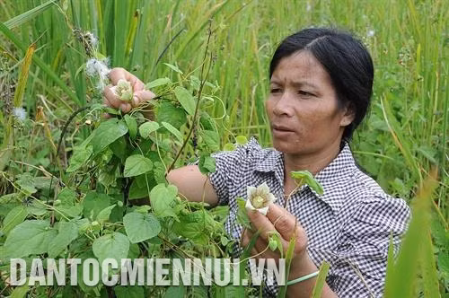 Chị Y Hlạng ở làng Pu Tá, xã Măng Ri là một trong số không ít hộ đã thoát nghèo nhờ hơn 1 ha sâm. Ảnh: Văn Phương