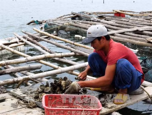 Phát triển mô hình nuôi hàu sữa mang lại hiệu quả kinh tế cao Ảnh: Sỹ Thắng - TTXVN